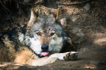 portrait of wolf in bavarian animal run
