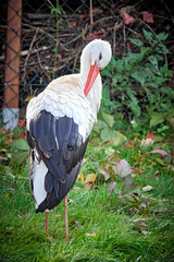 Weißstorch ( Ciconia ciconia ).