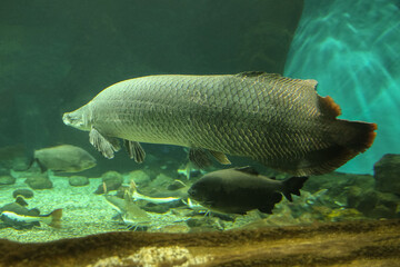 Fish under water. Arapaima fish - Pirarucu Arapaima gigas one largest freshwater fish. Fish in the aquarium behind glass.