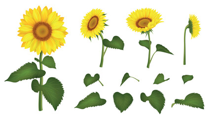Realistic sunflower. Blossoms and leaves. Flower seed. Yellow and white sun bouquet. Wild summer garden. Floral elements. Oil agriculture harvest. Vector neoteric isolated plants set