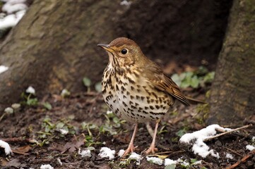 Song thrush /Turdus philomelos