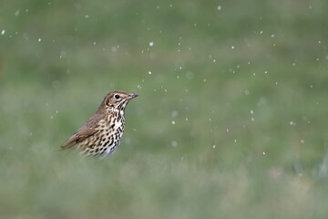 Song thrush /Turdus philomelos