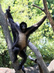 樹上で見上げるジェフロイクモザル