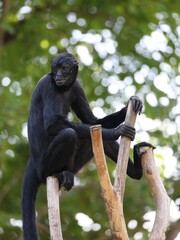 木の上に登ったジェフロイクモザル