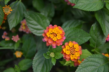 Lantana is starting to bloom