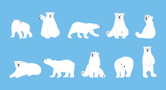 White sleeping winter polar bear. Animals wildlife in arctic. Tundra grizzly poses. Mother with cub. Mammal sitting or walking. Standing north predator. Vector illustration utter set
