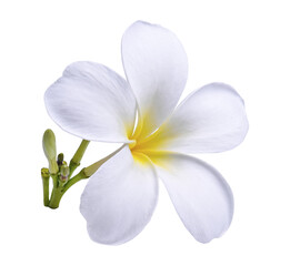 plumeria, frangipani flowers ;hawai flower isolated on  transparent...