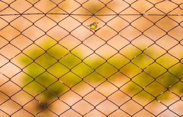 Little yellow bird in the fence