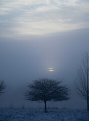Trees in the fog at sunrise