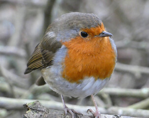robin on a branch