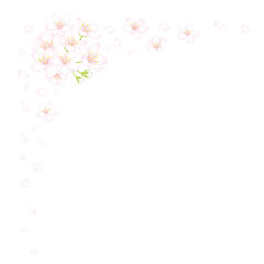 Obraz na płótnie Canvas 桜の花と花弁のフレーム