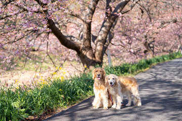 みなみの桜と菜の花まつり／ゴールデンレトニエル