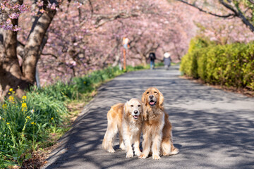 みなみの桜と菜の花まつり／ゴールデンレトニエル