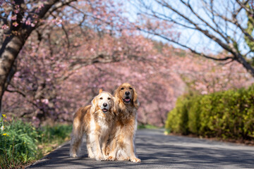みなみの桜と菜の花まつり／ゴールデンレトニエル