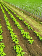 初夏の枝豆畑と植田風景