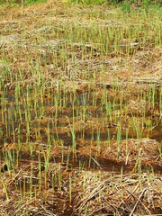 ガマの若芽は得る湿地風景