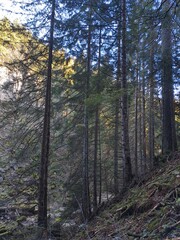 From Root To The Top