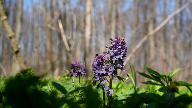 fumewort inflorescence move in tender breeze, meadow macro movie with light and shadow play, blurred tree background, romantic travel mood, pagan ritual herb, spring awakening and explore idea concept