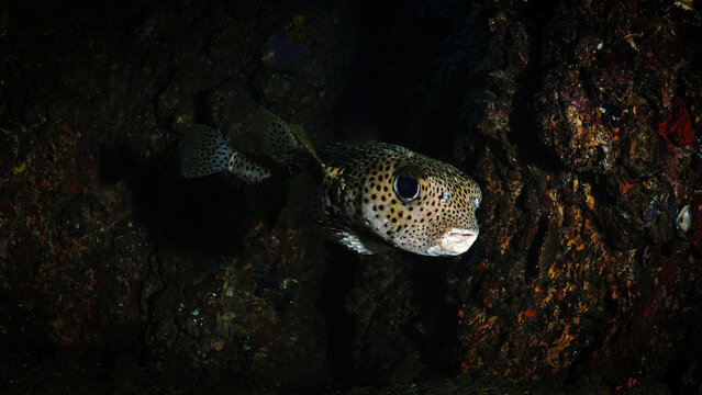 Underwater photo of a Pufferfish inside a cave