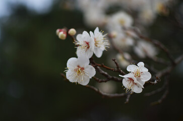 plum blossoms in spring