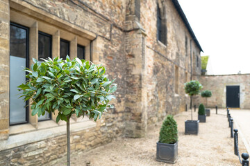 Shallow focus of a well kept bay tree see outside a private. medieval residence in a famous English...