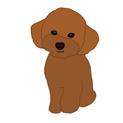 Maltipoo puppy vector isolated illustration on white background. Red toy poodle dog flat illustration. Brown dog sitting icon.