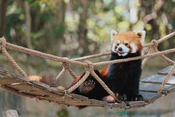 red panda in the tree