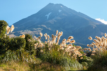 Mt Taranaki in Egmont National Park, New Zealand, with flax plants, viewed from the Egmont Visitor Centre