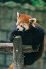 red panda in tree