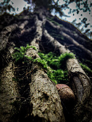 trunk