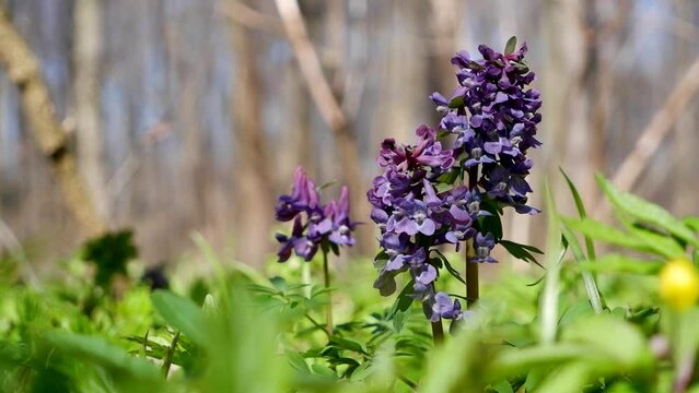 colorful fumewort inflorescence in tender breeze, meadow macro movie with tree grow in blurred background, romantic travel mood, pagan ritual herb concept, spring awakening and explore idea footage
