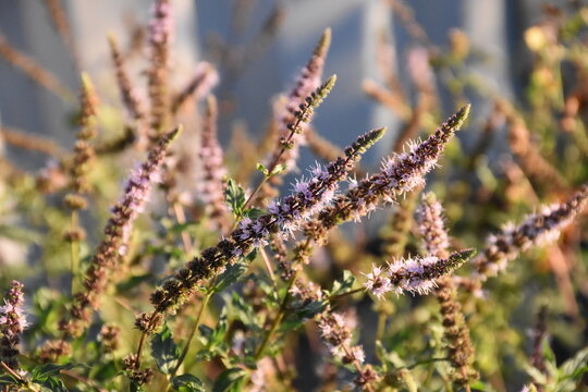 The blossom peppermint flowers closeup