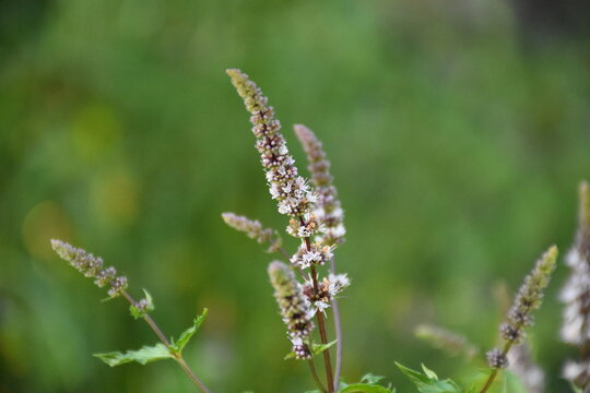 The blossom peppermint flowers closeup