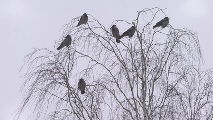 Flock of hooded crow (Corvus cornix) sitting on a tree in winter time - Powered by Adobe