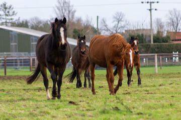 Fototapeta premium Horses on the farm