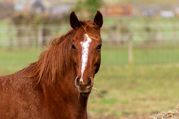 portrait of a brown horse, Image shows a 18 year old Greenwing gelding horse enjoying his retirement in the fields