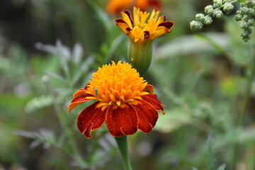 orange marigold flower in the garden