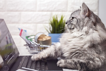 A gray cat works on a laptop, looks at the monitor. Paws on the keyboard, next to a credit card and a grocery basket with cat food. The cat orders food online. Online shopping, work from home concept.