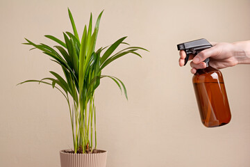 Human hand spraying houseplant Areca palm with a spray bottle.