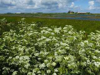 Landscape at Texel
