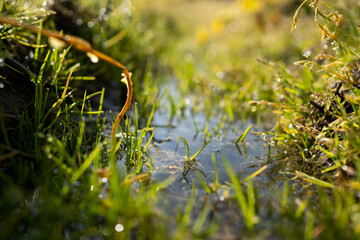 雨上がりのキラキラした畑の水たまり