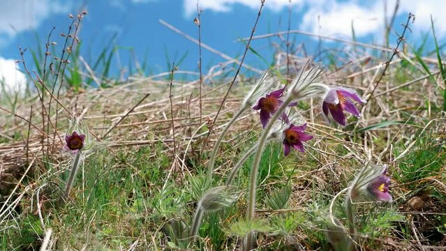 deep violet bloom flowers of pasqueflower on hairy stem in clear blue sky, old dry grass forb field, pagan spring symbol inflorescence, understanding beauty of wild nature concept, blurred background