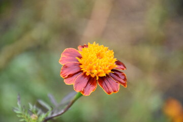 orange marigold flower in the garden