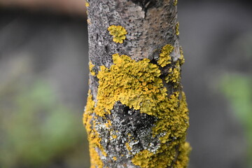 The green moss and lichen closeup
