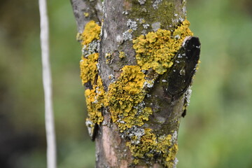 The green moss and lichen closeup
