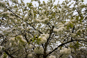 Fruitbomen; Orchards