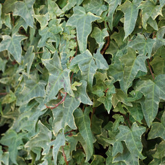 Variegated yellow and green Ivy. Ornamental plant for garden wall. Hedera helix elegantissima 