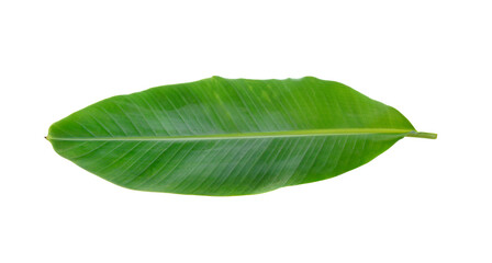 Fototapeta na wymiar Banana Leaf isolated on transparent png