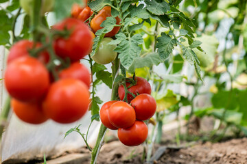 Red tomato in greenhouse © Vesna