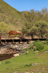 horse on the bridge 